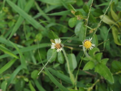 Tridax procumbens