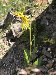 Senecio amplectens