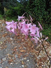 Amaryllis belladonna