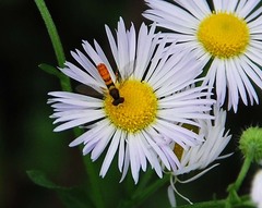 Sphaerophoria menthastri