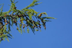 Larix sibirica