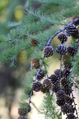 Larix sibirica
