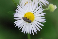 Stomorhina obsoleta