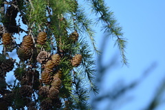 Larix sibirica