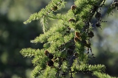 Larix sibirica