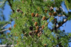 Larix sibirica