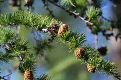 Larix sibirica