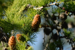 Larix sibirica