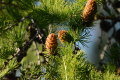 Larix sibirica