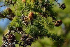 Larix sibirica