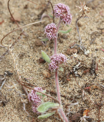 Chorizanthe cuspidata cuspidata
