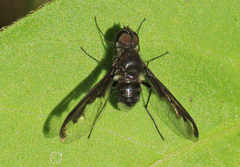 Anthrax argyropygus