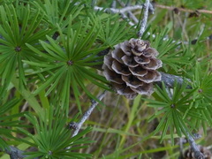 Larix sibirica