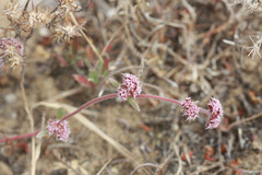 Chorizanthe cuspidata cuspidata