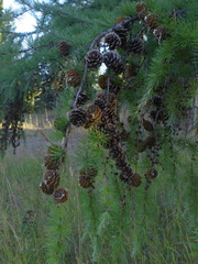Larix sibirica