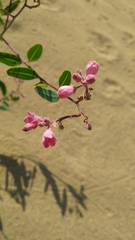 Apocynum venetum