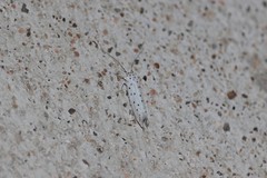 Yponomeuta malinellus