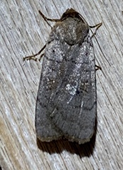 Protolampra rufipectus