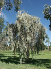Acacia pendula