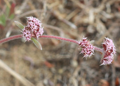 Chorizanthe cuspidata cuspidata