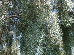 Acacia pendula