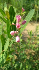 Apocynum venetum