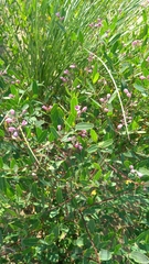 Apocynum venetum