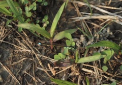 Ischnura senegalensis