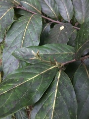 Ocotea leucoxylon