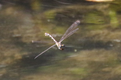 Erpetogomphus designatus
