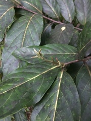 Ocotea leucoxylon