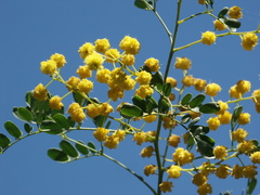 Acacia spectabilis