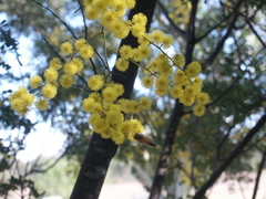 Acacia spectabilis