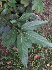 Ocotea leucoxylon