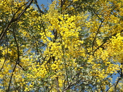Acacia spectabilis