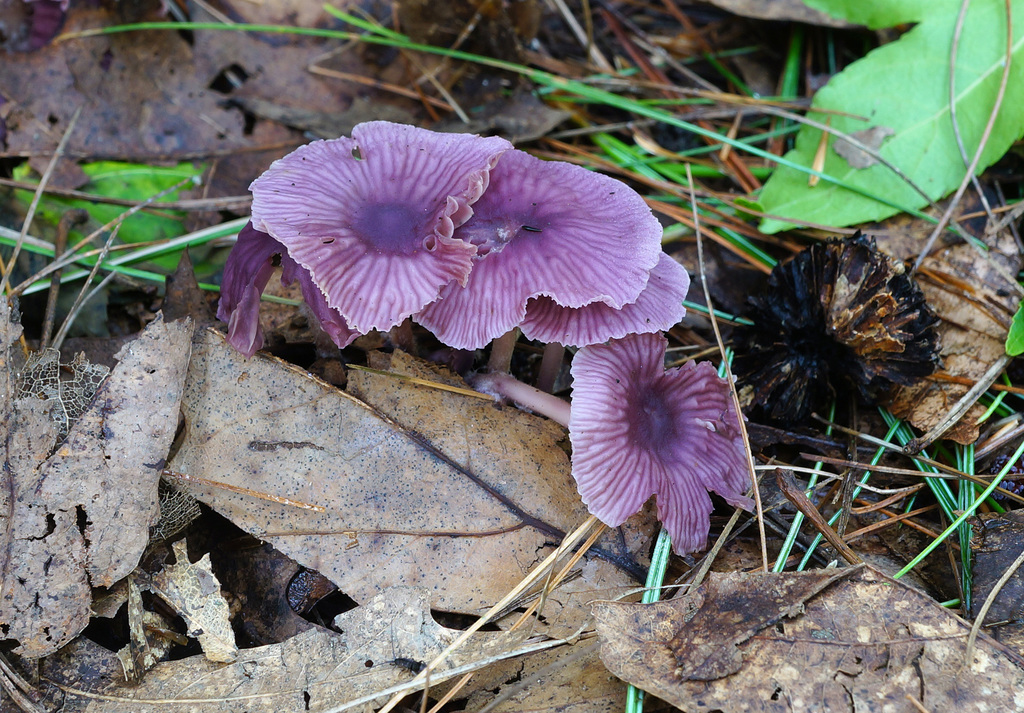 Gymnopus