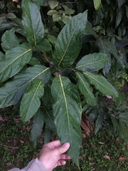 Ocotea leucoxylon