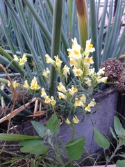 Linaria vulgaris