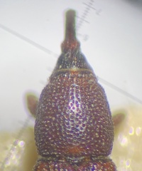 Sitophilus zeamais