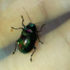 Dermorhytis kandyensis