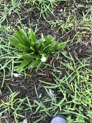 Hyacinthus orientalis