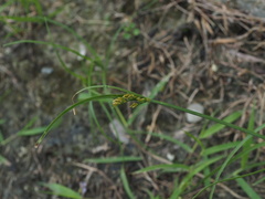 Fimbristylis dichotoma