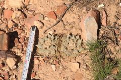 Ariocarpus retusus retusus