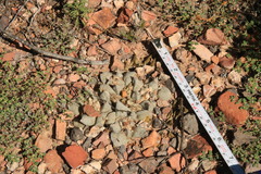 Ariocarpus retusus retusus