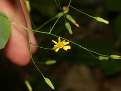 Hieracium paniculatum