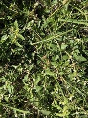 Alternanthera ficoidea