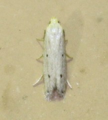 Numata bipunctella