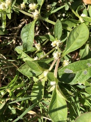 Alternanthera ficoidea