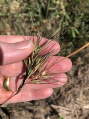 Themeda quadrivalvis
