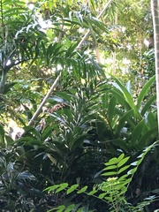 Alpinia vittata